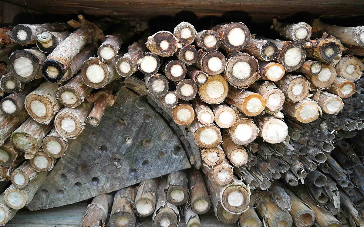 In solche markhaltigen Stängel bauen manche Wildbienen Kanäle. Sie legen dort Eier, Pollen und Nektar ab und verschließen die Stängel wieder.