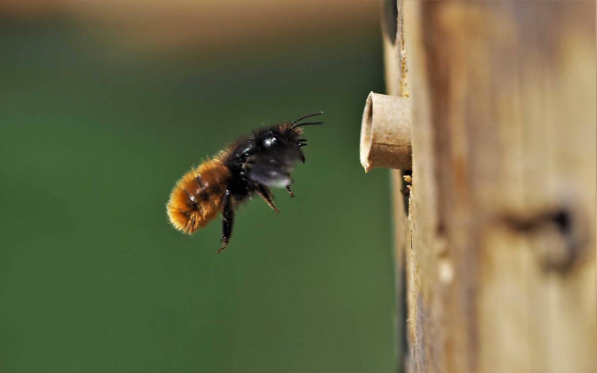 teaserbild_wildbiene-im-anflug-2