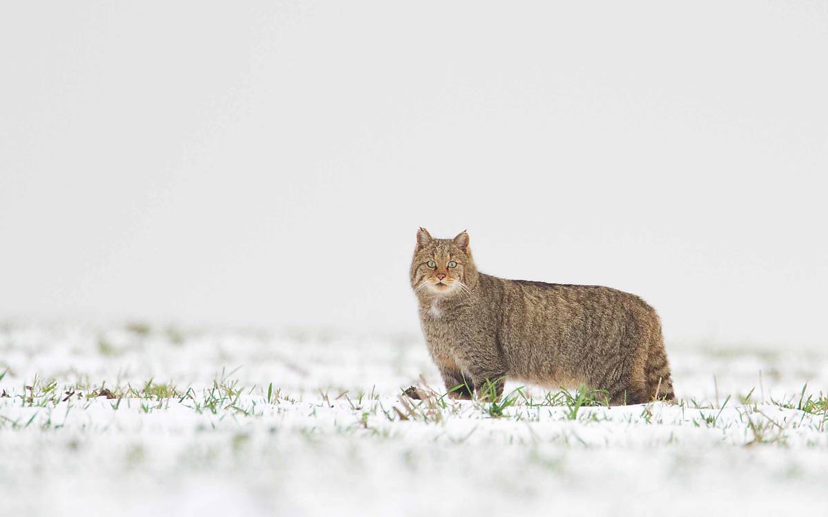 Wildkatze im Schnee
