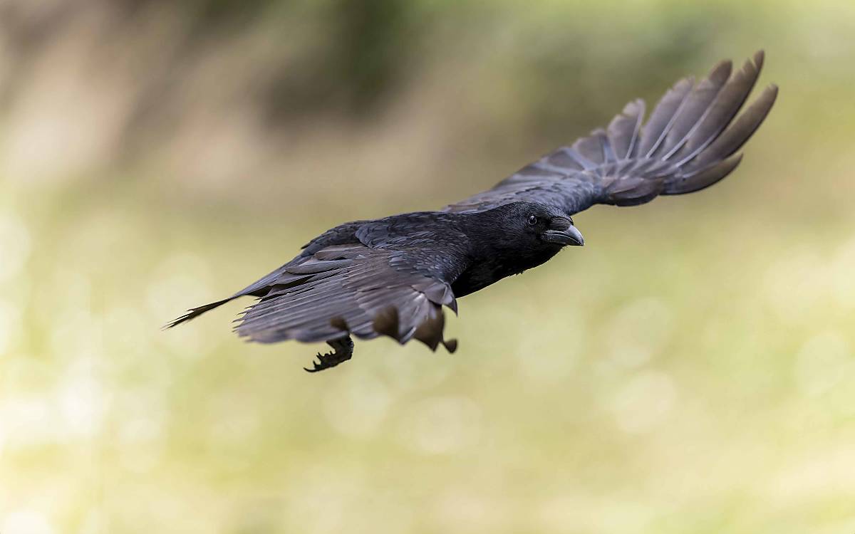 Wird oft verwechselt: Die komplett schwarze Rabenkrähe (Corvus corone) halten viele im ersten Moment für einen Raben. Die Krähe ist aber deutlich kleiner und kommt viel häufiger vor.