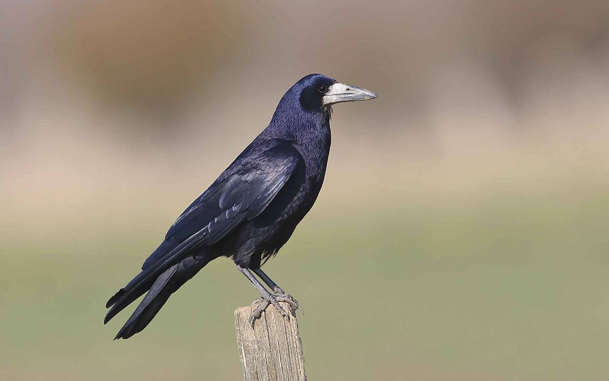 Bei Landwirten oft unbeliebt: Saatkrähen (Corvus frugilegus) fressen mit Vorliebe Getreidekörner und frische Saat, picken Früchte auf Obstplantagen oder reißen junge Keimlinge aus der Erde.