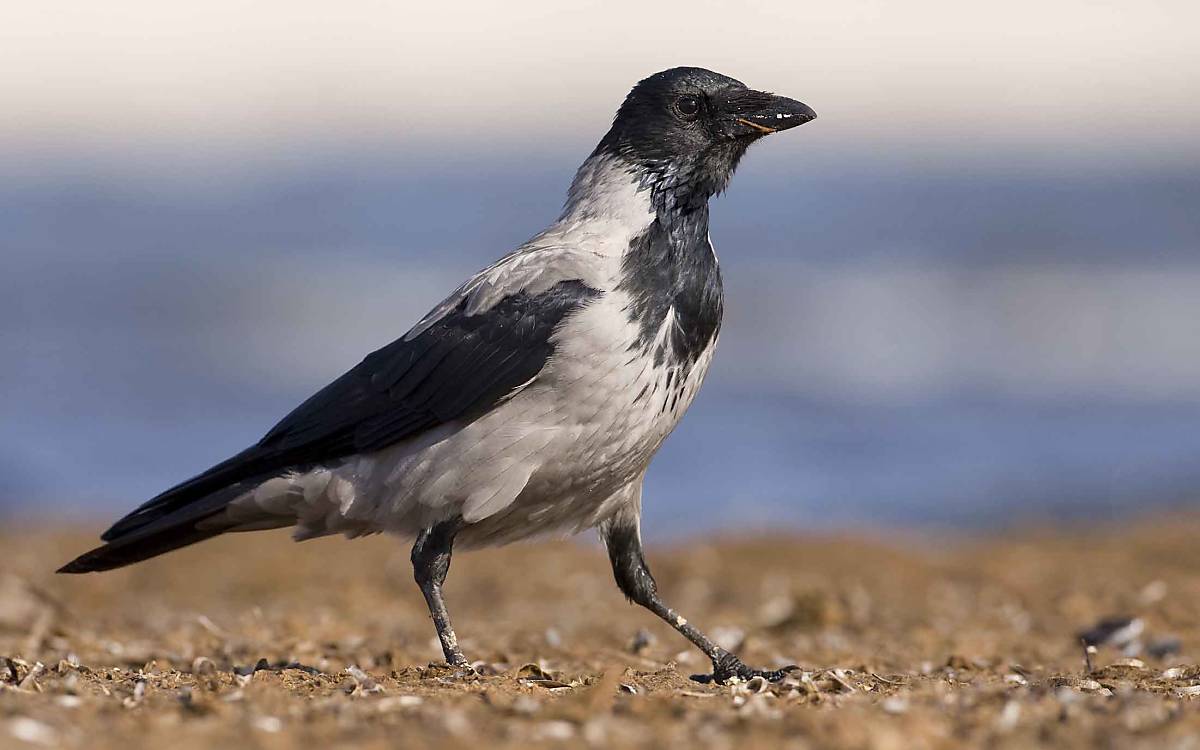 Schwester der Rabenkrähe: Die Nebelkrähe (Corvus cornix) hat ein hellgraues Gefieder, Schwanz und Flügel sind schwarz. Sie lebt vor allem im Osten und Norden Deutschlands.