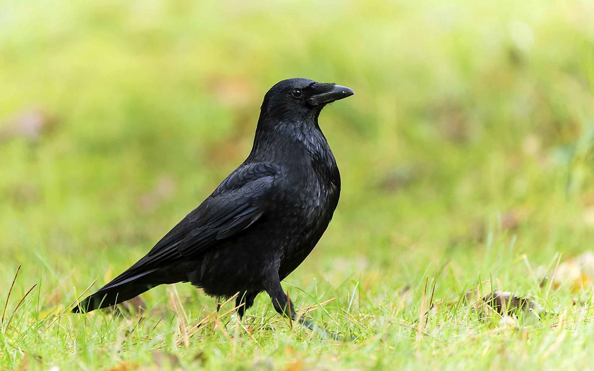 Wird oft verwechselt: Die komplett schwarze Rabenkrähe (Corvus corone) halten viele im ersten Moment für einen Raben. Die Krähe ist aber deutlich kleiner und kommt viel häufiger vor.