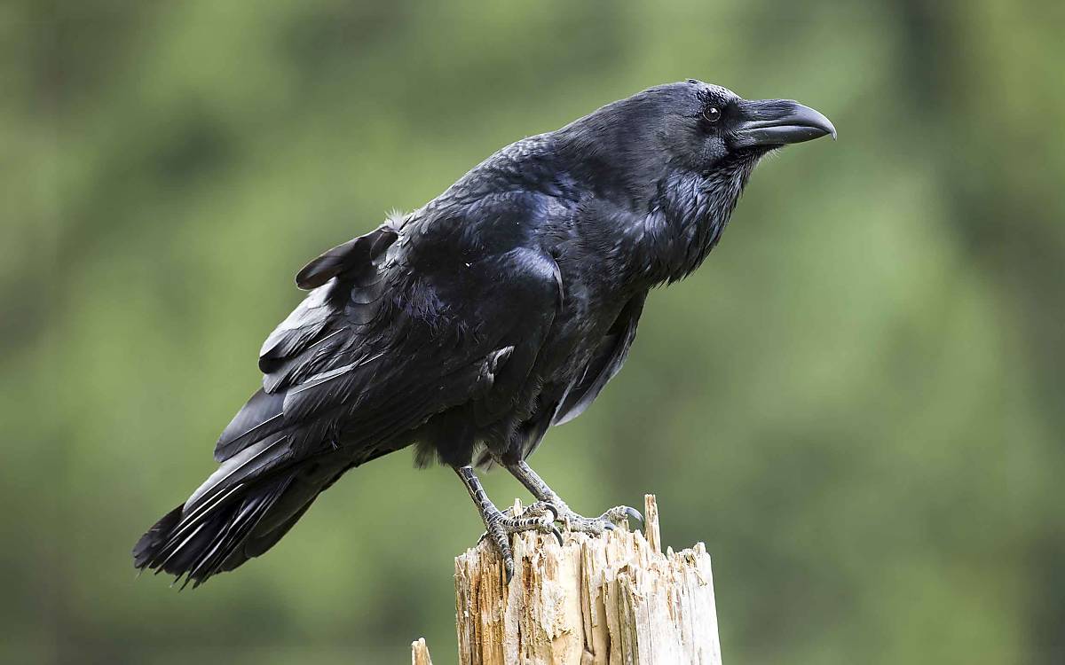 Der größte Vertreter der Rabenvögel: Der Kolkrabe (Corvus corax) ist bis zu 65 Zentimeter lang und 1,5 Kilogramm schwer.