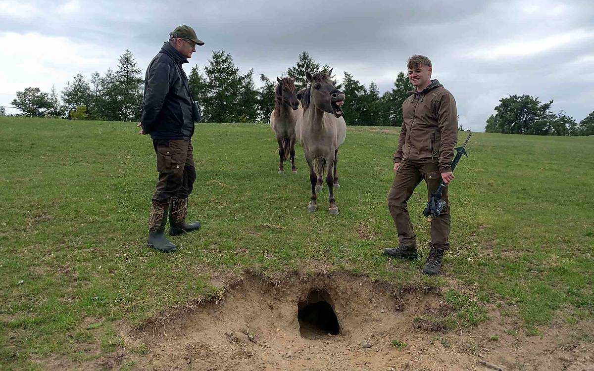 Was gibt’s denn da zu lachen? Man könnte denken, unsere Konik-Ponys machen sich einen Spaß daraus, den Fotofalleneinsatz am Fuchsbau zu vereiteln ...