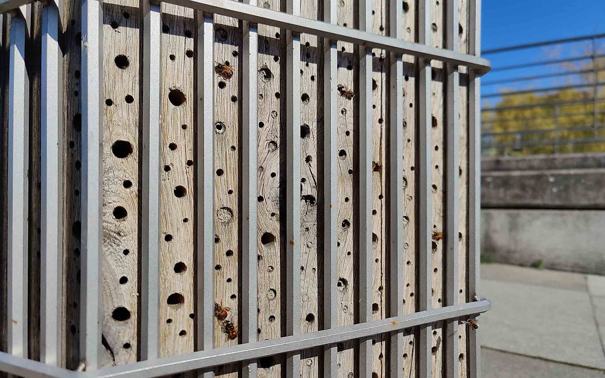 Der richtige Standort: Das Hotel muss geschützt stehen. Wichtig sind eine gute Befestigung oder Verankerung im Boden oder an Wänden sowie ein Dach, das Regen abweist. Zum Schutz vor Vögeln, die die Löcher auf der Suche nach Insektennahrung aufpicken, kann außen um die Nisthilfe ein Drahtgitter mit rund zehn Zentimetern Abstand zu den Niströhren angebracht sein.