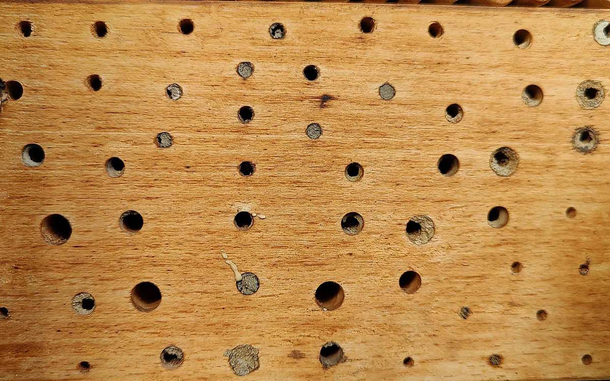 In der Natur nutzen Wildbienen gerne die alten Bohrlöcher von Holzkäfern oder Holzwespen in abgestorbenen Holzpartien. Diese Käfer bohren sich über Monate, zum Teil Jahre, vom Stamminneren waagerecht nach außen. Dabei hinterlassen sie ein sehr sauberes und nicht ausgefranstes Bohrloch – ideal für die winzigen Wildbienen mit ihren zarten Flügeln, da sie hier kein Verletzungsrisiko eingehen. Darum müssen auch künstlich hergestellte Niströhren innen vollkommen glatt sein.