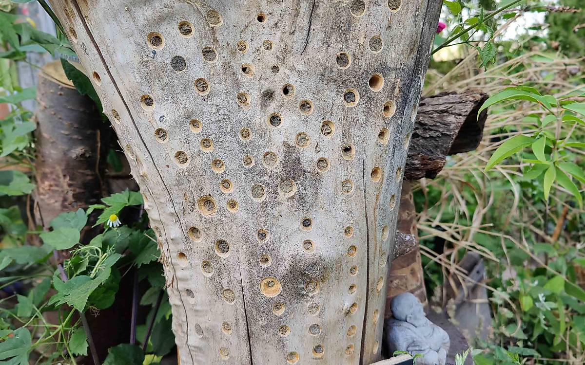 Egal, ob das Hotel selbst gebaut wird – bspw. aus einem Hartholzklotz und einem Bohrer oder mithilfe einer leeren Konservendose und Bambusröhrchen – oder es im Baumarkt gekauft wird: Beim Material ist es wichtig auf eine glatte und saubere Verarbeitung zu achten. Wichtig ist außerdem, unterschiedliche Lochdurchmesser anzubieten, denn verschiedene Arten profitieren von unterschiedlich großen Niströhren.