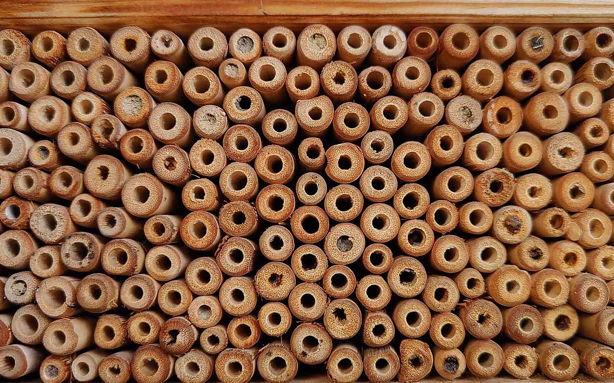 Die Nisthilfen müssen regelmäßig gewartet werden. Haben Niströhren viele zerbrochene oder nicht vollständig verschlossene Nestabschlüsse, sollten diese entweder ersetzt oder mit einem spitzen Gegenstand, wie einem Schraubenzieher oder einem Pfeifenreiniger, gereinigt werden.