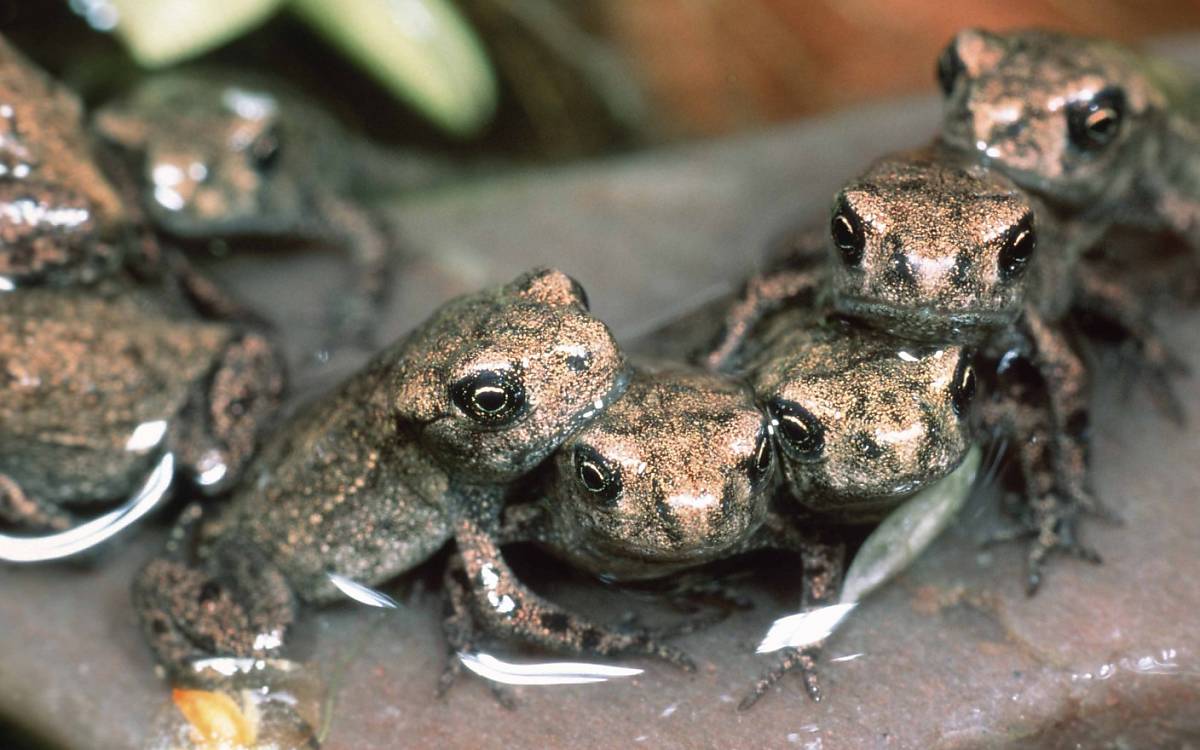 Erdkröten (Bufo bufo), Jungtiere
