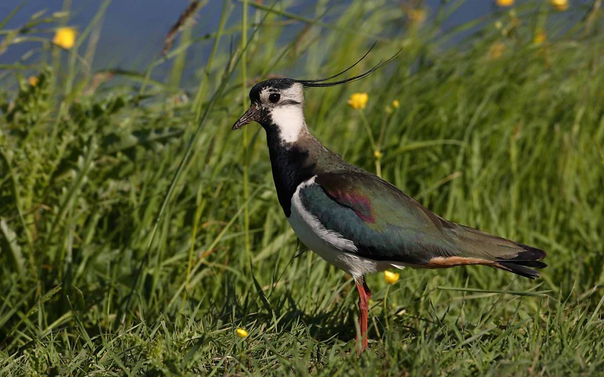 Früher war er in Mooren und auf Feuchtwiesen zu finden, heute brütet der Kiebitz (Vanellus vanellus) auf Äckern und Wiesen. Sein Bestand ist stark gefährdet.
