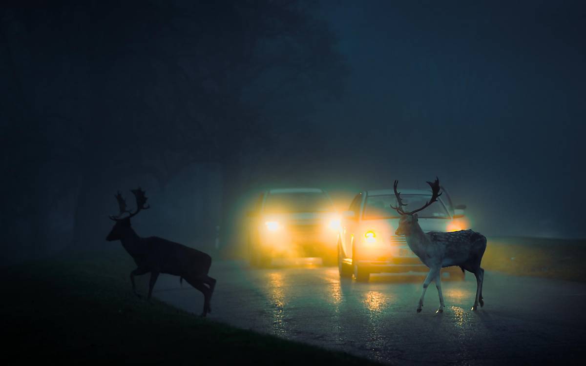 Damhirsche überqueren eine Landstraße