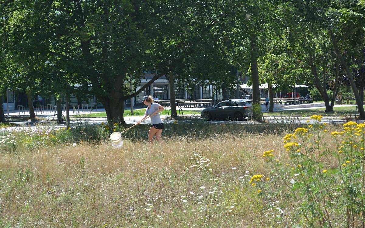Anja Proske (Deutsche Wildtier Stiftung) bei Kartierungsarbeiten auf einer der Campus-Versuchsflächen in Berlin-Dahlem.  Foto: Privat