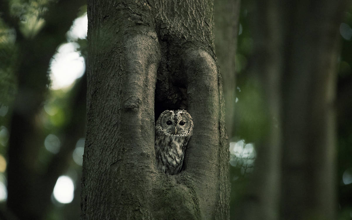 Waldkauze können sehr gut klettern.
