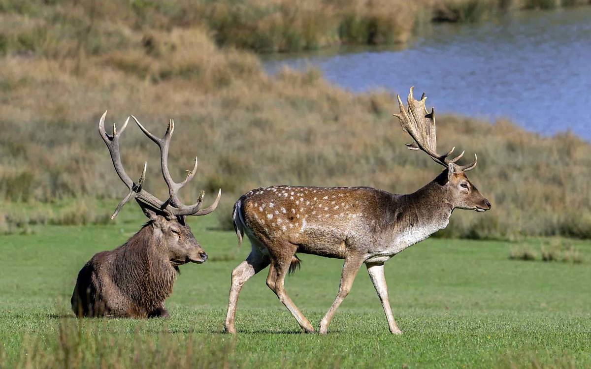 Rotwild (Cervus elaphus) links und Europäischer Damhirsch (Dama dama)