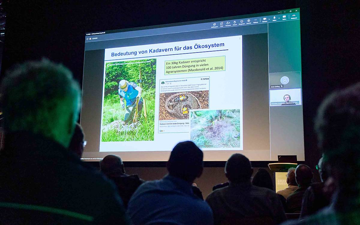 Welchen ökologischen Wert haben Wildtierkadaver in der Landschaft? Diese Frage beantwortet Dr. Christian von Hoermann von der Julius-Maximilians-Universität Würzburg in seinem Vortrag. Er ist online dazugeschaltet.