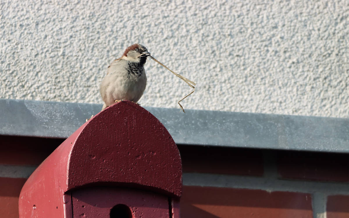 Spatz