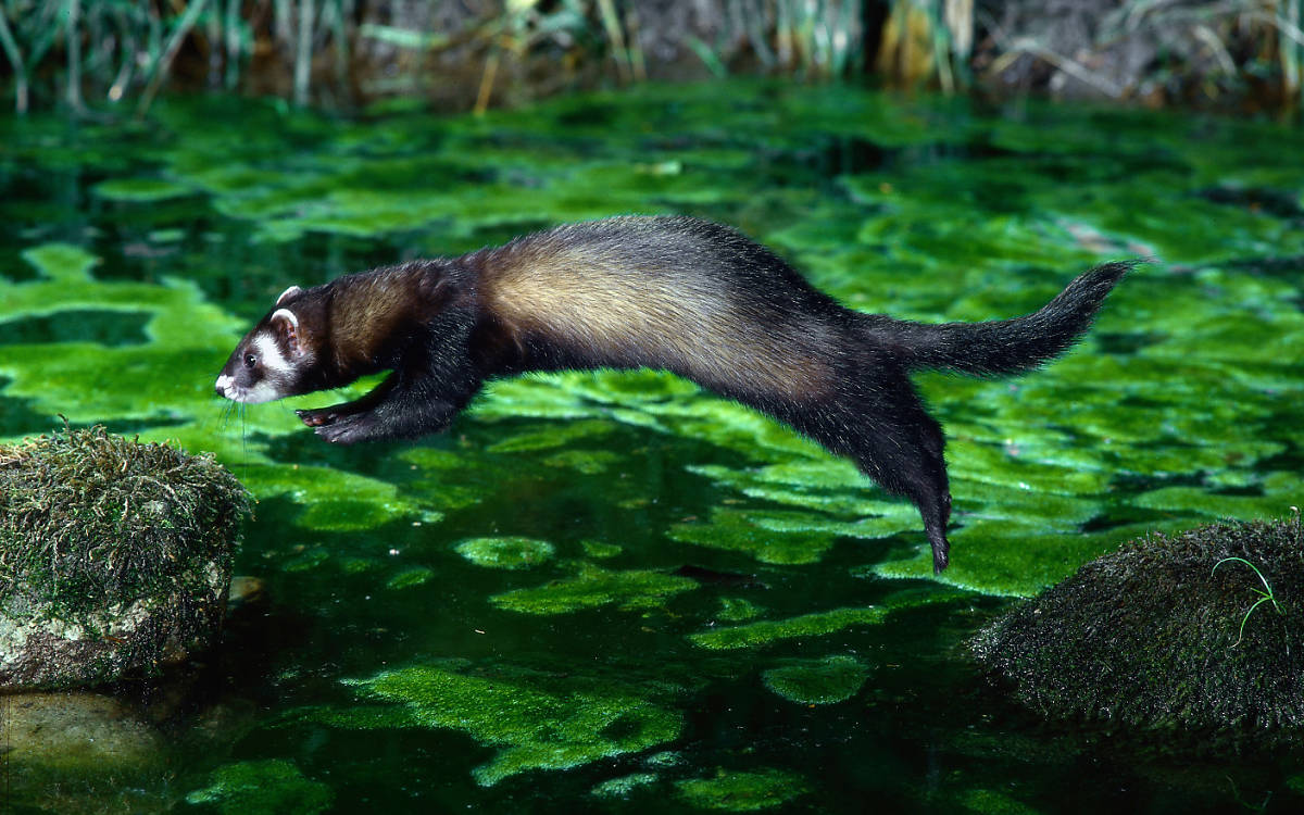 Die Ufer naturnaher Gewässer sind für den Iltis ergiebige Jagdgebiete.