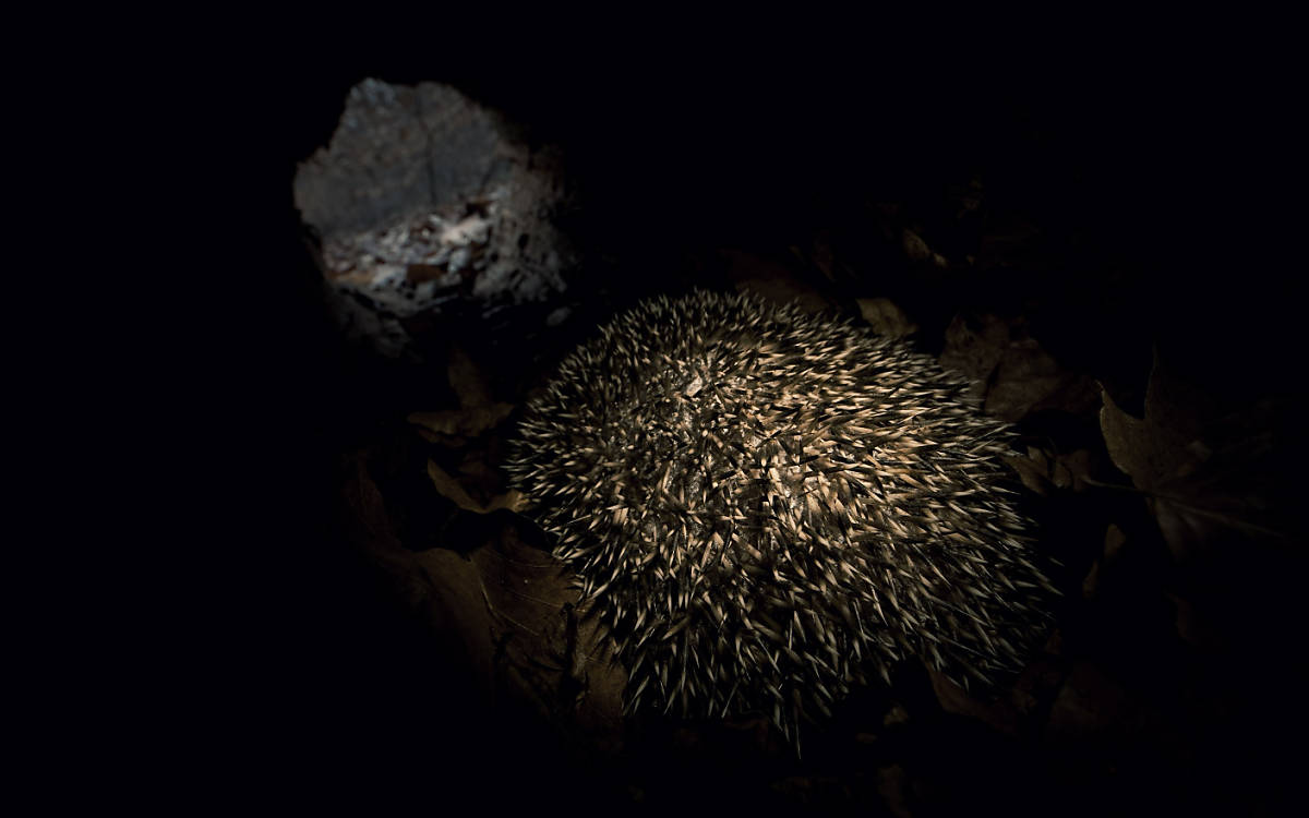 Igel im Winterschlag in seiner Höhle