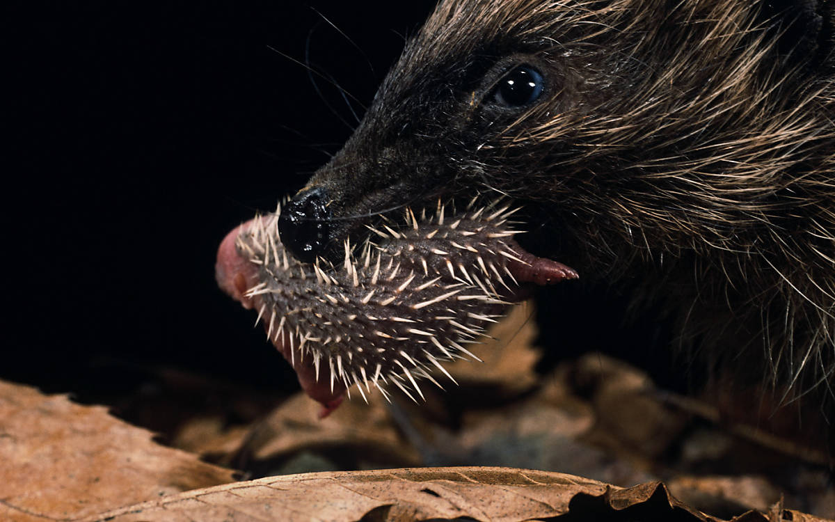 Igel trägt seines Junges im Maul