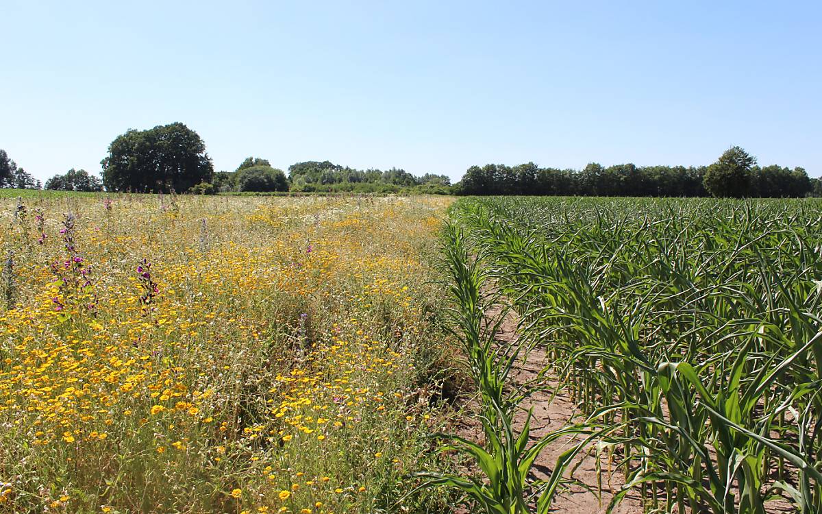 Bunte Biomasse: links Vielfalt auf dem Acker, rechts Mais-Monokultur. Ziel des Projekts Bunte Biomasse ist es, bundesweit auf 500 ha blühende Flächen zu schaffen (Foto: C. Kemnade)