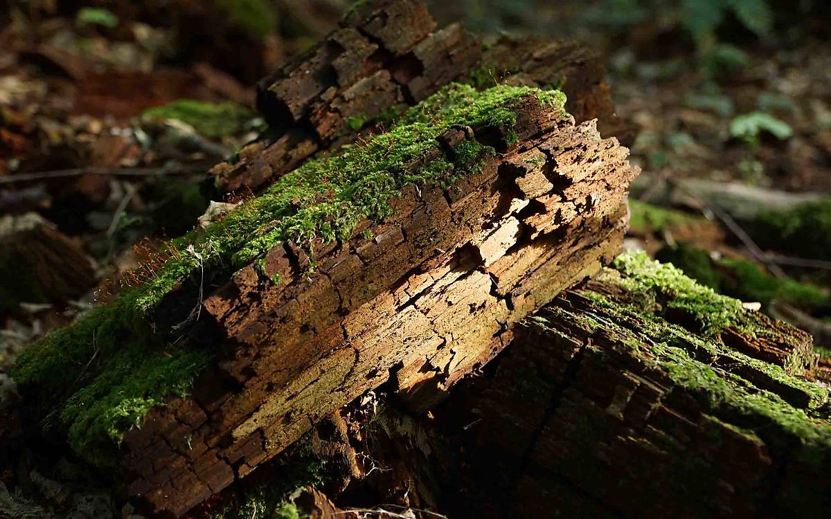Moose locken Pilze und Bodentiere an, die bei der Zersetzung von Totholz eine wichtige Rolle spielen.
