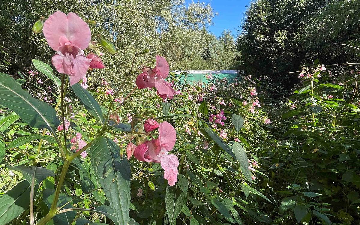 Trügerische Schönheit: Im Spätsommer entwickelt die Pflanze eine hübsche Blüte – aber eben auch die tückischen Schleuderkapseln.