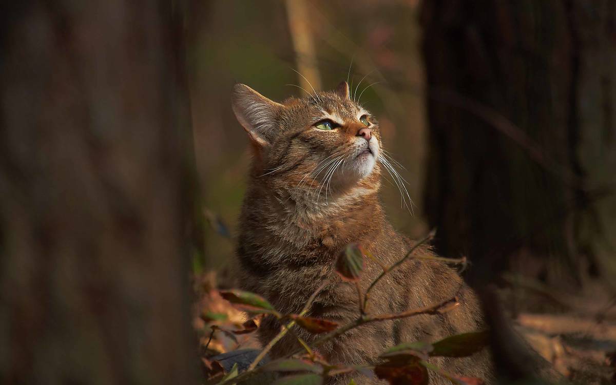 Wildkatze
