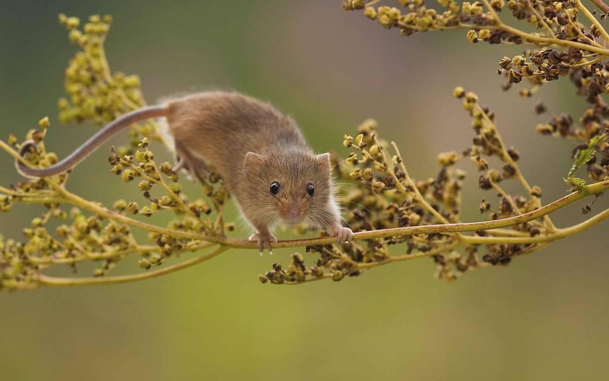 Zwergmaus (Micromys minutus)