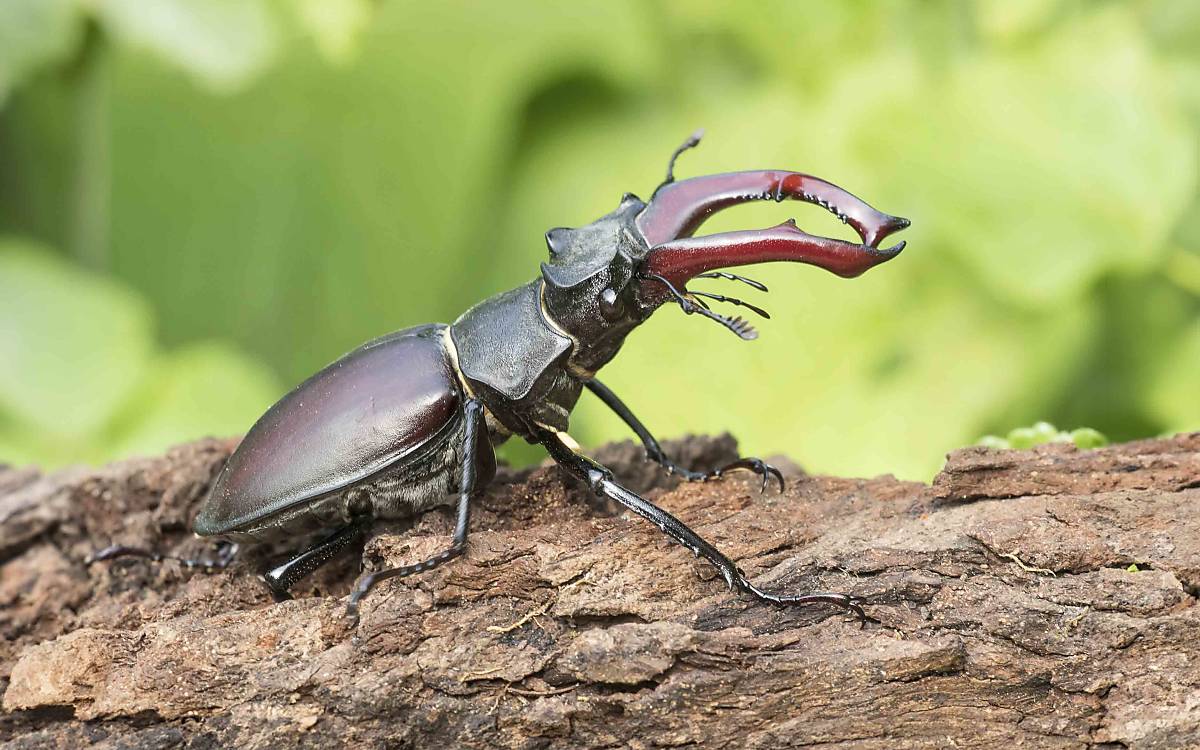 Hirschkäfer (Lucanus cervus)