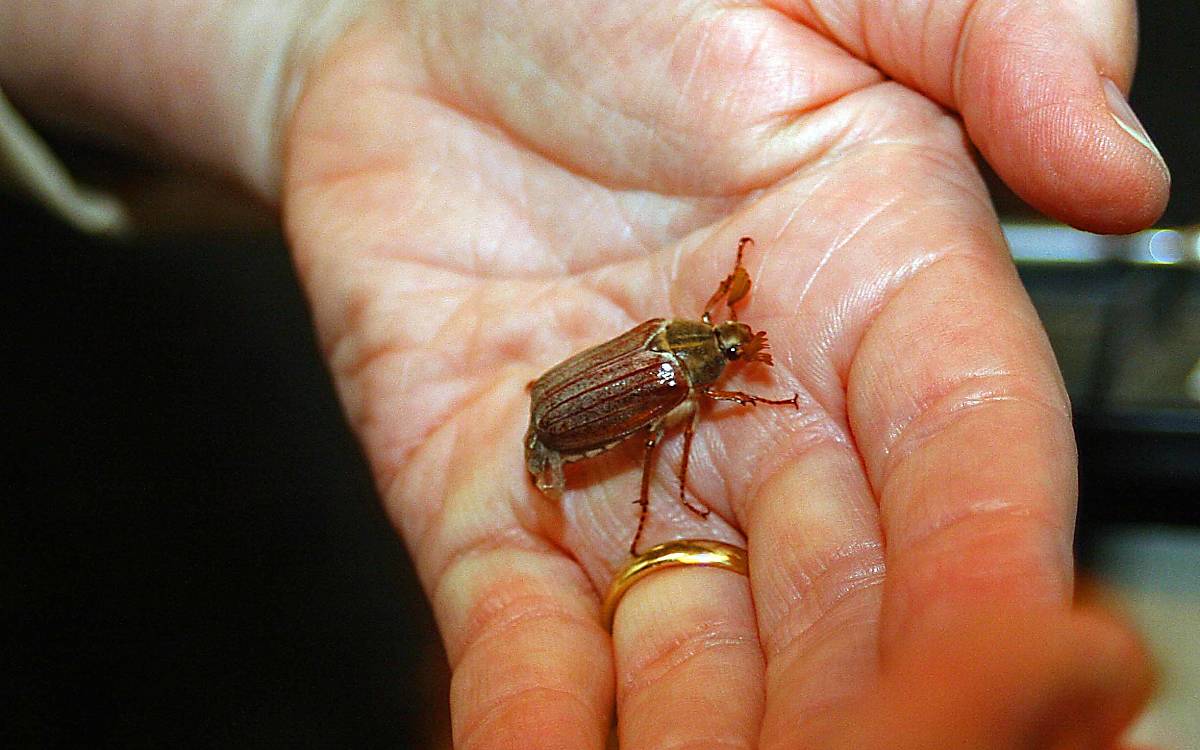 Dicke Brummer: Maikäfer sind in der Regel zwischen 2,5 und 3 Zentimeter groß.