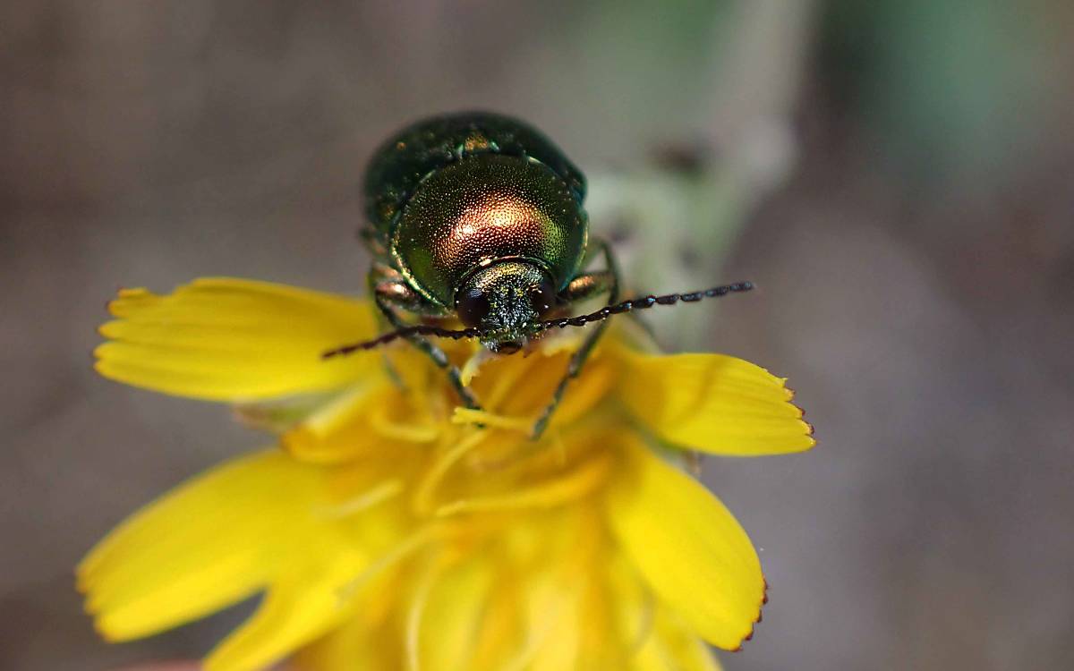 Glänzender Käfer auf gelber Blüte