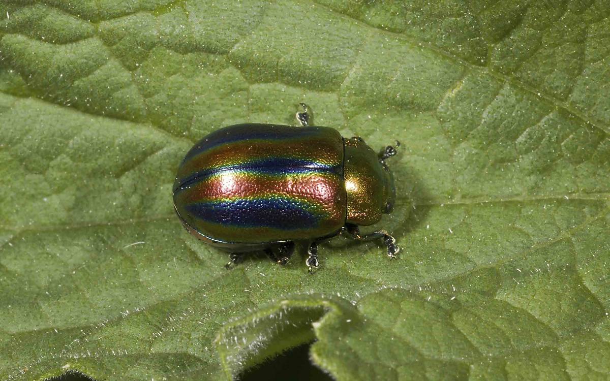 Regenbogen-Blattkäfer (Chrysomelidae) imageBROKER.com / FLPA / Bob Gibbons