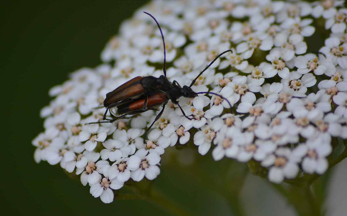 Dies sind Kleine Schmalböcke (Stenurella melanura), eine häufige Bockkäferart.