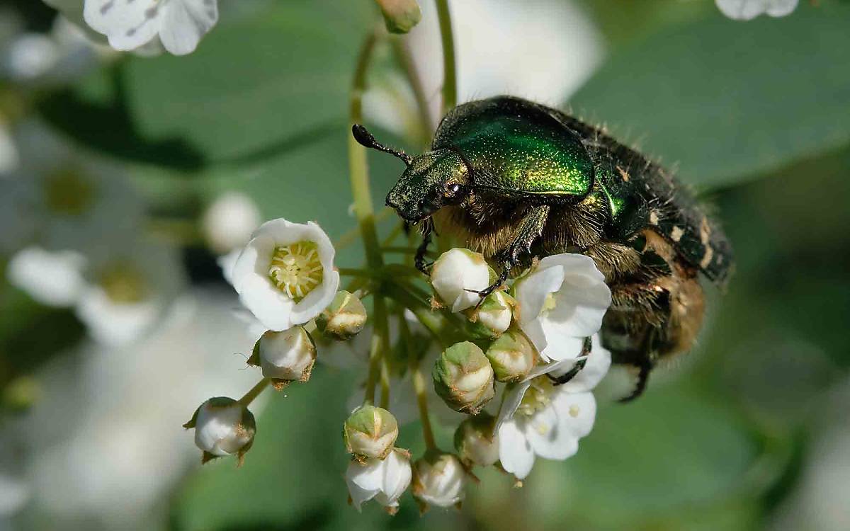 Dieser Käfer ist ein Goldglänzender Rosenkäfer (Cetonia aurata), erkennbar an seinem metallisch schillernden grünen Panzer.