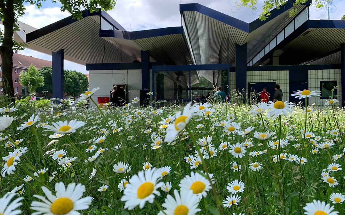wildblumenwiesen-an-hamburger-u-und-s-bahnhoefen_burgstrasse-2022-06-02_dirk_carstensen-1408x