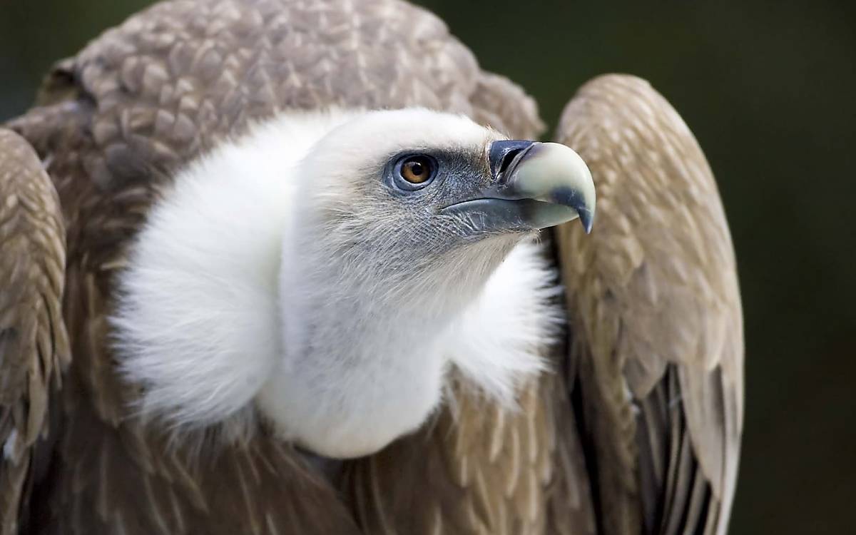 Mag Gesellschaft: Der Gänsegeier (Gyps fulvus) ist die einzige europäische Geierart, die in Kolonien an Felswänden brütet.