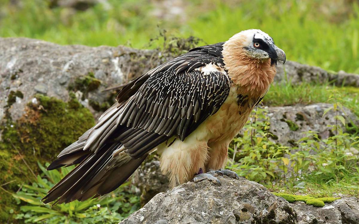 Knochen-Knacker: Seine harte Nahrung zerkleinert der Bartgeier (Gypaetus barbatus), indem er sie aus großer Höhe auf den Boden fallen lässt.