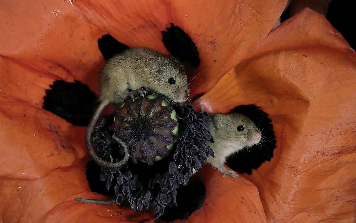 Knopfaugen im Klatschmohn: Zwergmäuse sind so klein, sie passen sogar in eine Mohnblüte.