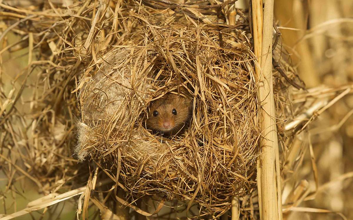 Außen kugelig, innen kuschelig – ihr Nest baut die Zwergmaus aus Pflanzenfasern.