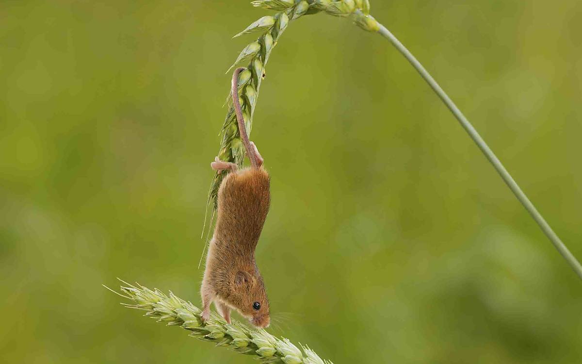 Der Körper der Zwergmaus ist fürs Klettern gemacht. Mit ihren Pfoten und dem langen Schwanz hat sie an jedem Halm sicheren Halt.