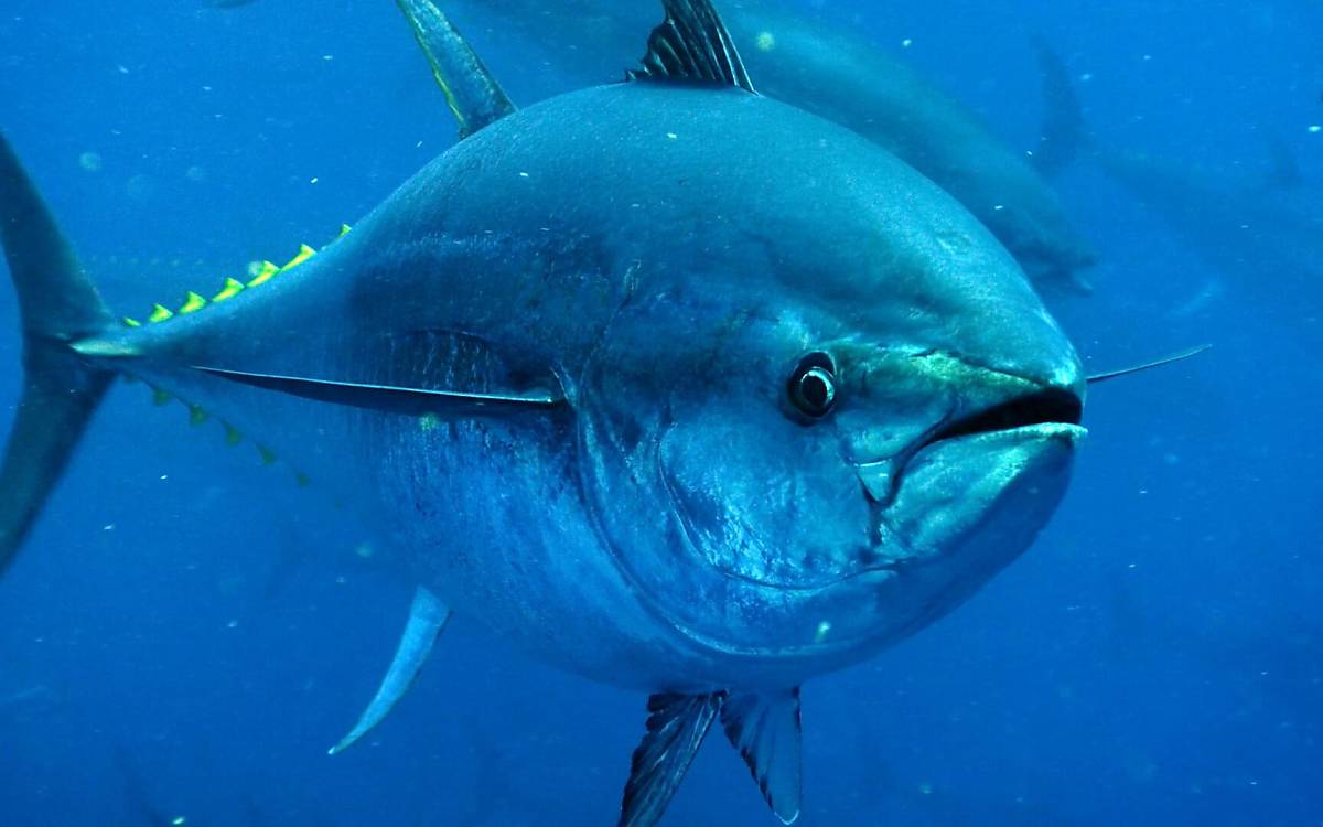„Kingdom of Fish – Living Sea“ (Regie: Martin Falklind)