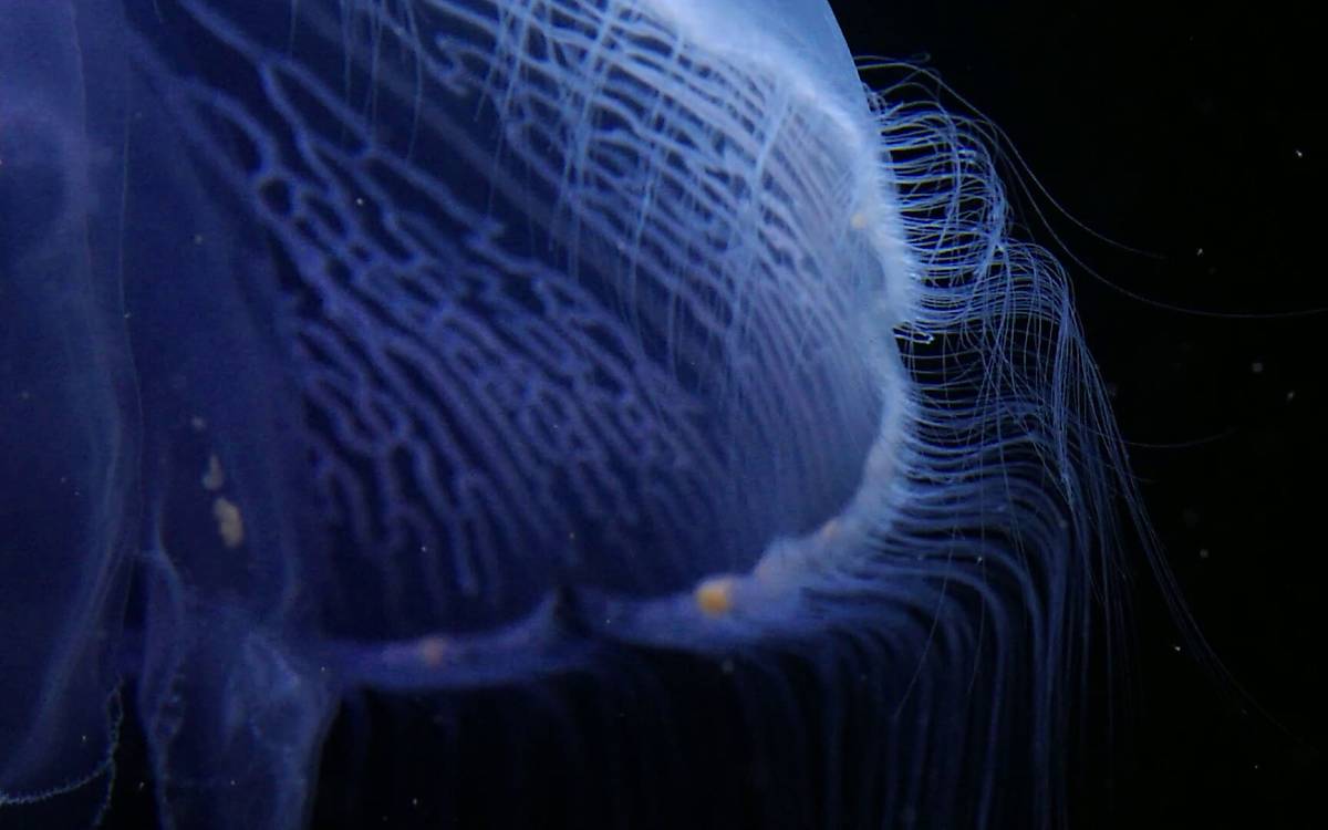 photo-4-les_meduses_souveraines_des_oceans_screenshot_productions_8_reduziert