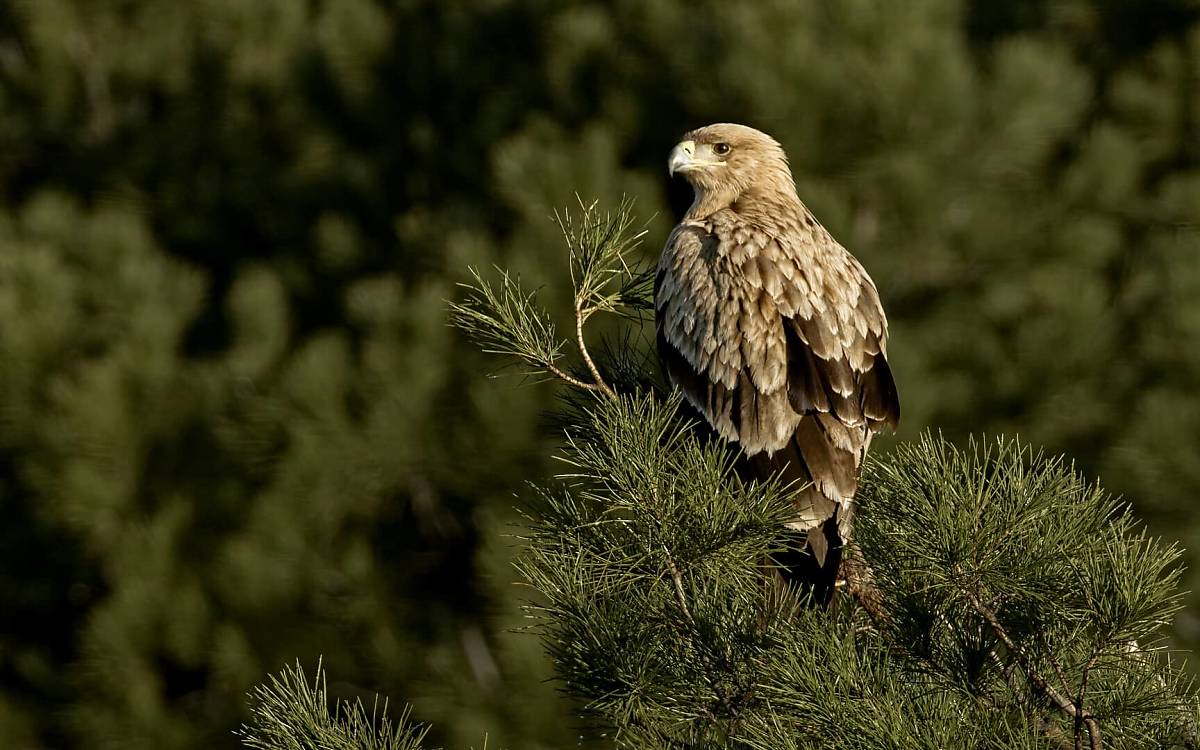 photo-4-aguila_imperial_willdlife-mountains-spain_reduziert