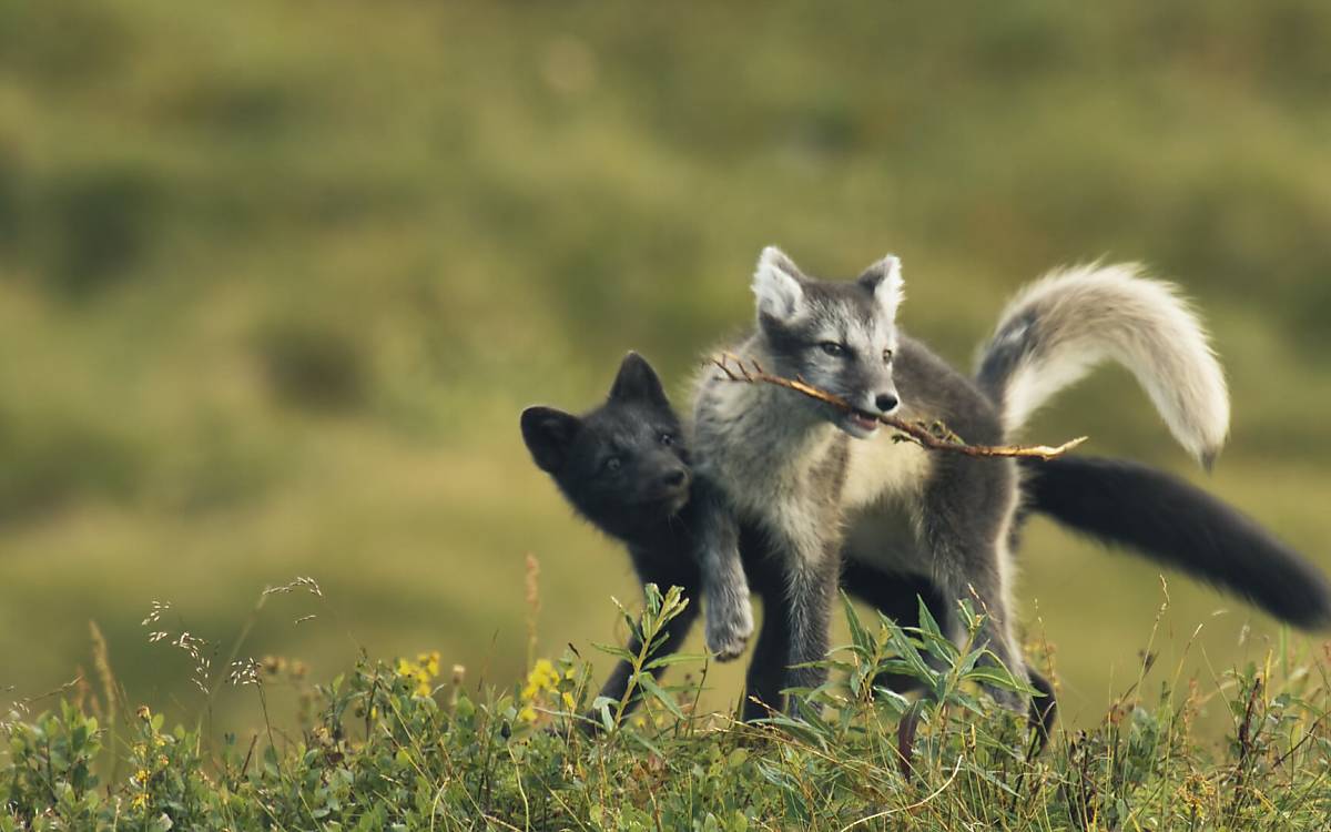 photo-5-pf_fox_cubs_summer_6_joosep_matjus