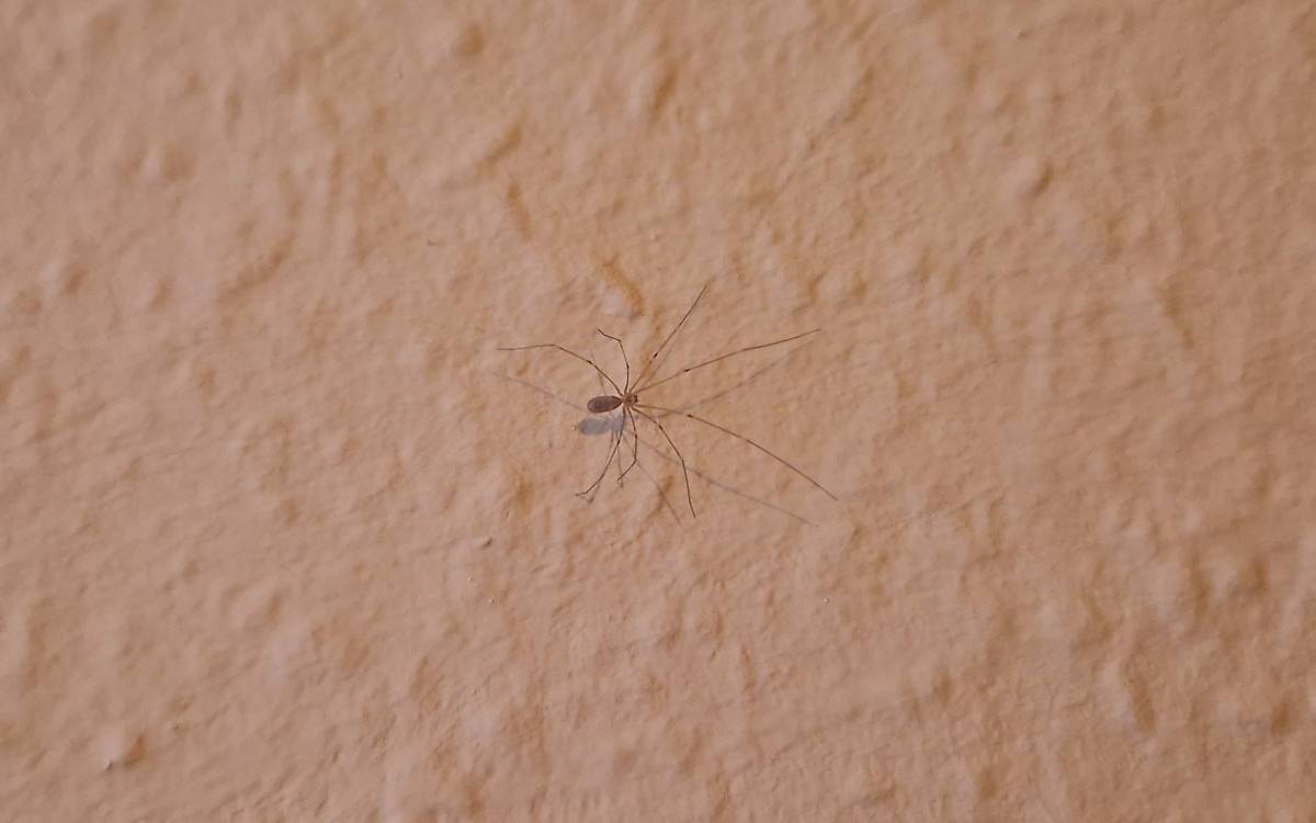 zitterspinne-nah_bild-3_jg