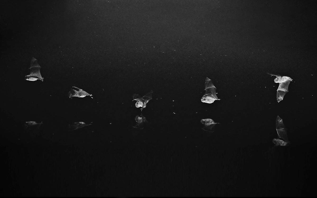 Serienaufnahme einer Wasserfledermaus (Myotis daubentonii) über einer Wasseroberfläche