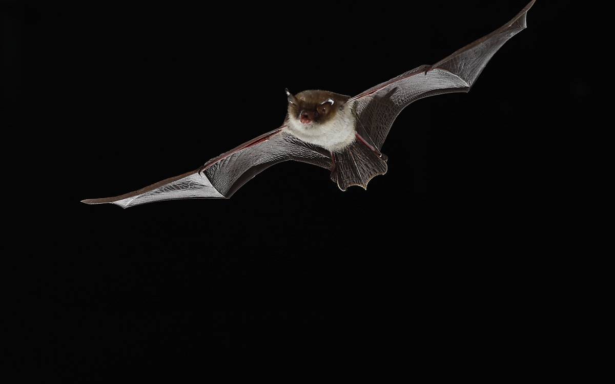 header_fransenfledermaus_florian-gloza-rausch