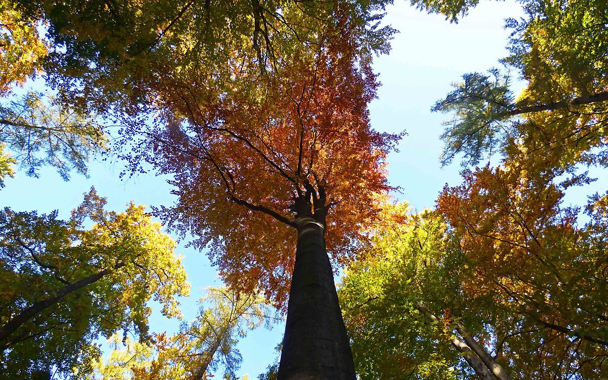 Baumkronen mit herbstlichen Laub
