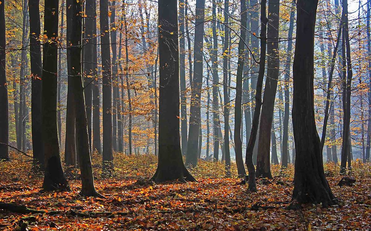 Je näher der Winter rückt, umso mehr Blätter fallen. Dann herrscht im Wald eine ganz besondere Stimmung.